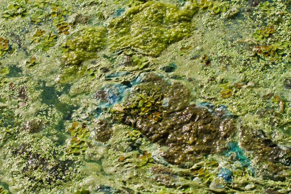 Is Florida heading for another toxic summer?