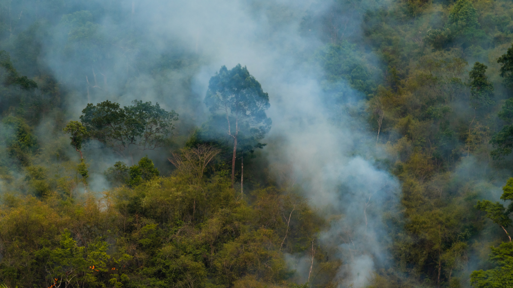 Wildfire Survival Guide: 6 Essential Steps to Take Now