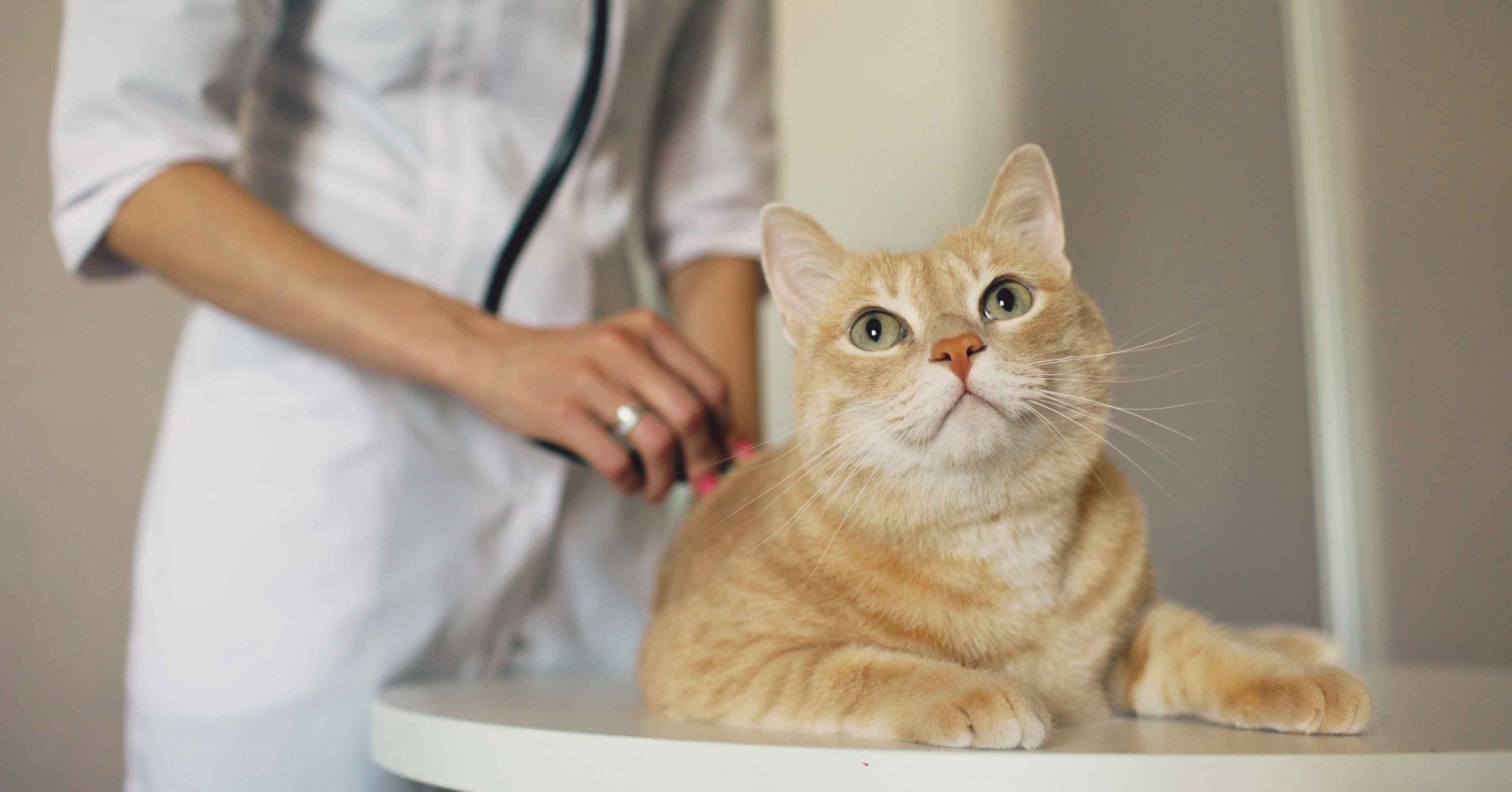 Ginger cat being examined by a veterinarian.