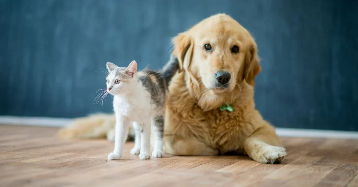 Pet Allergies Don't Have to Mean Giving Up Your Pet—Here's What Actually Helps