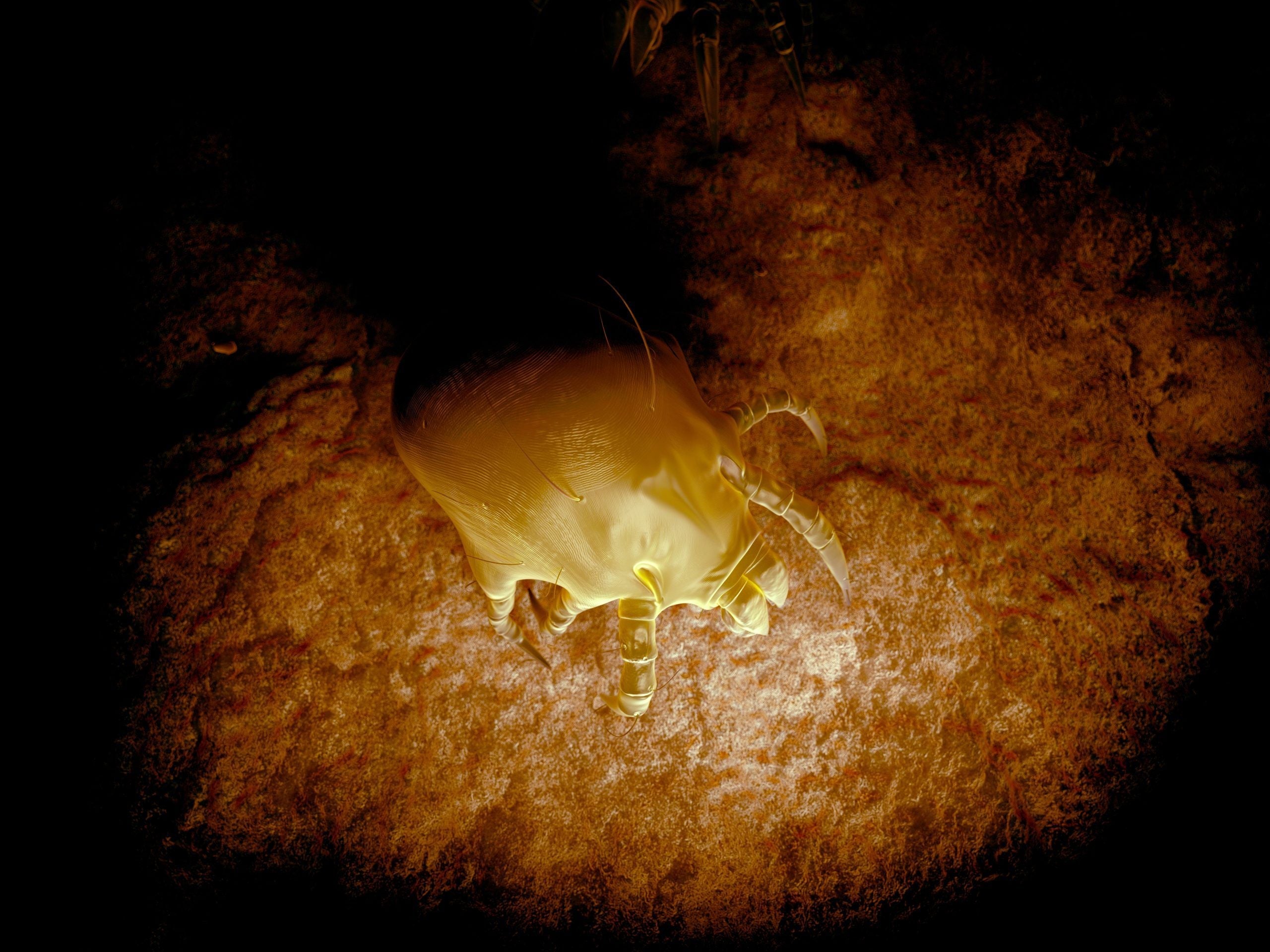 Dust Mites