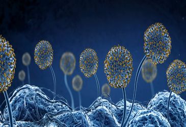The best air purifier for damp environments