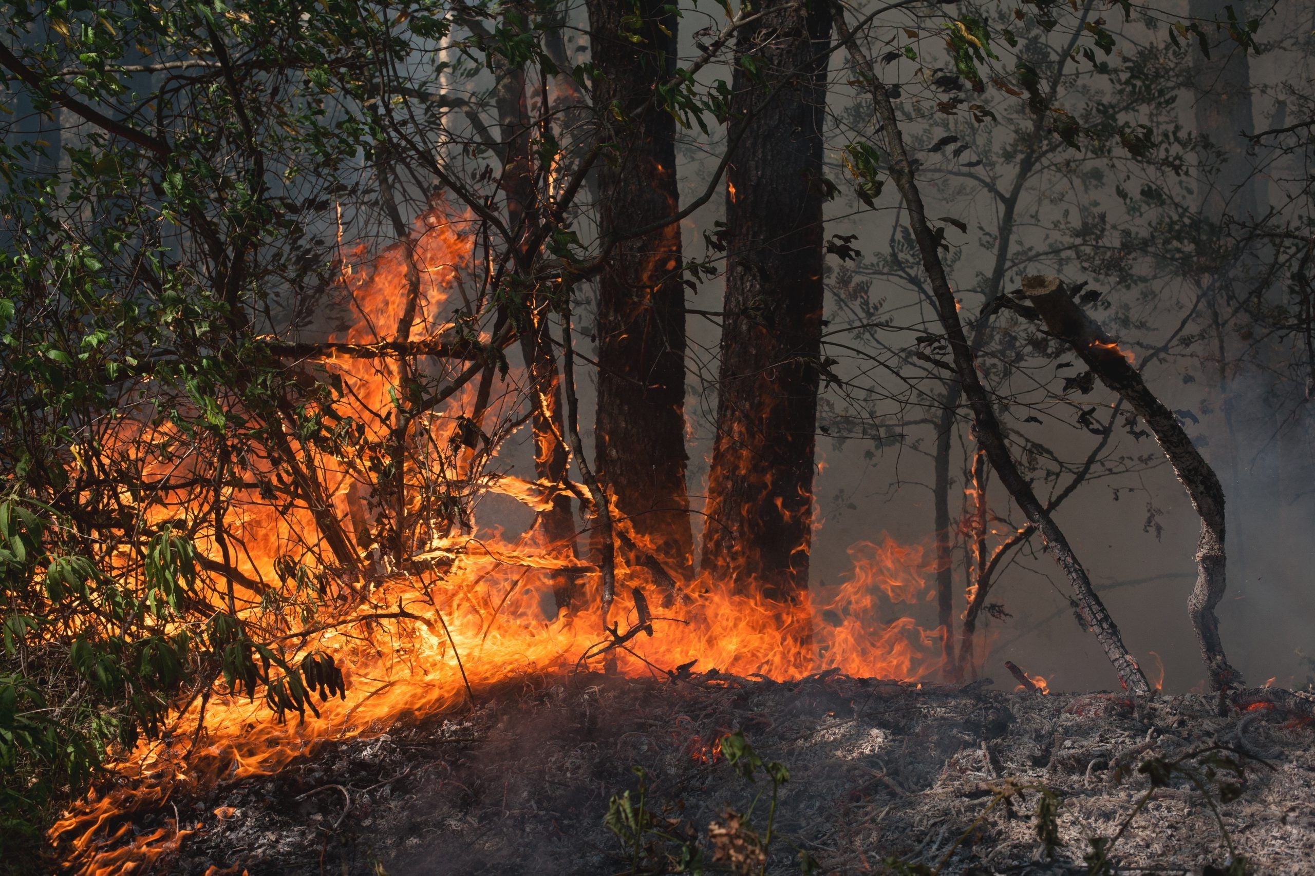 It's forest fire season. Air quality alert for many