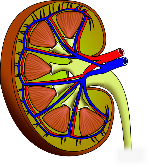 Air Pollution Linked to Kidney Damage