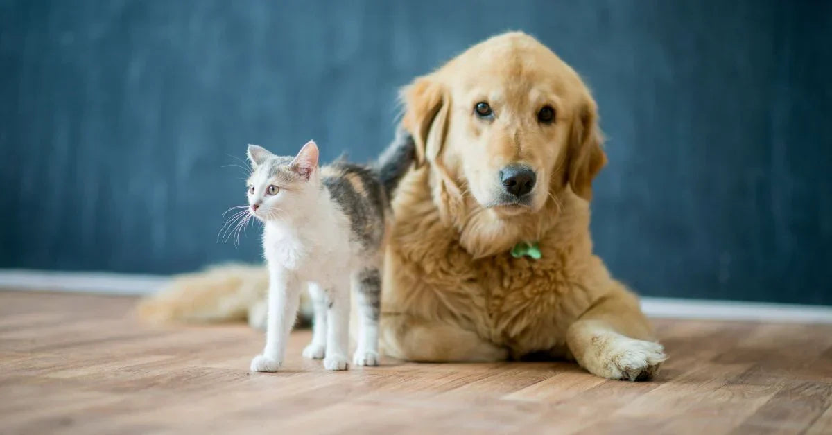 Pet Allergies Don't Have to Mean Giving Up Your Pet—Here's What Actually Helps
