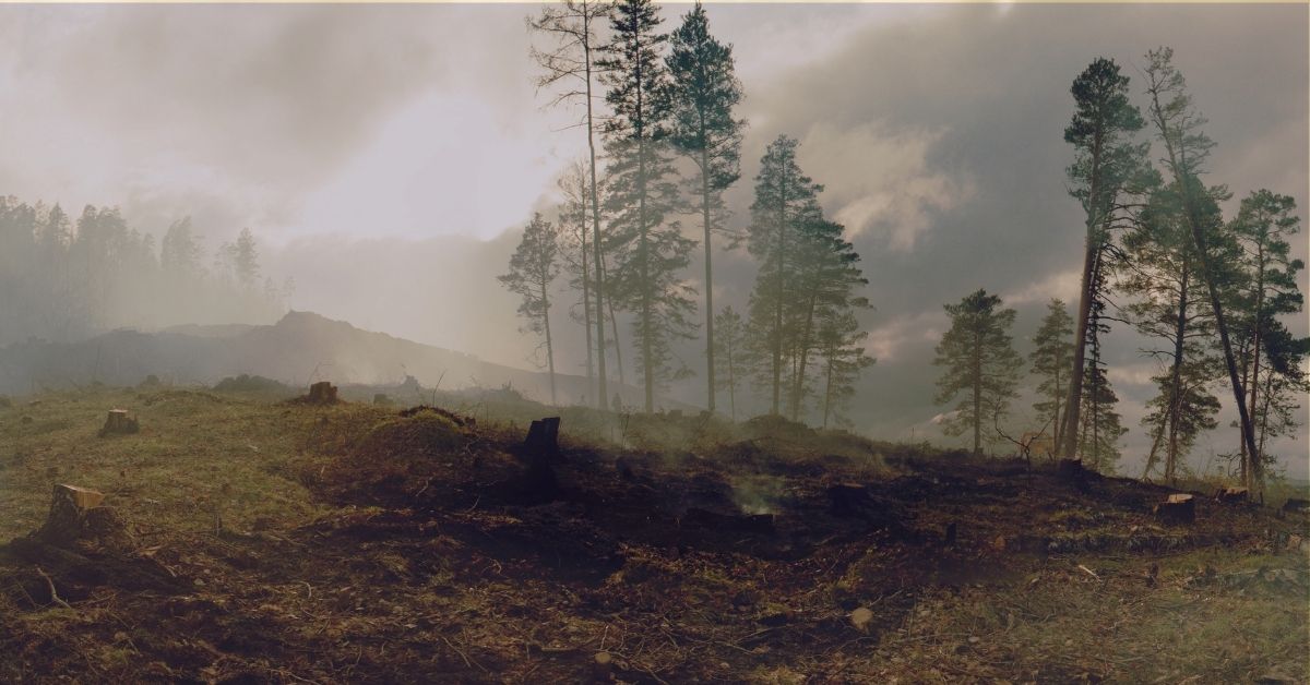 Wildfire Smoke Is Bringing Smog Back: What Does This Mean for the Air You Breathe?